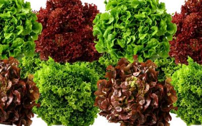La lechuga y sus beneficios