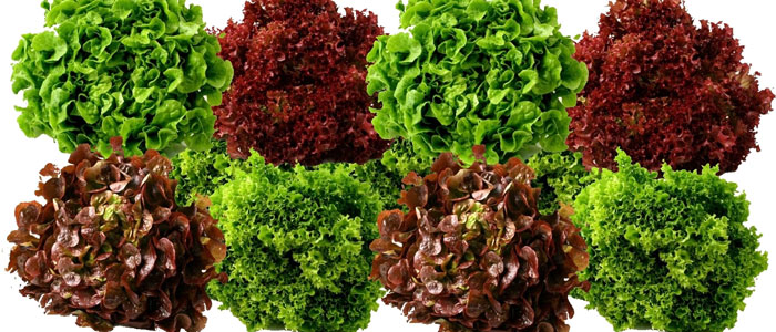La lechuga y sus beneficios